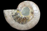 Agatized Ammonite Fossil (Half) - Madagascar #78601-1